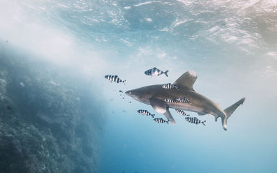 Close-up of fish swimming in sea