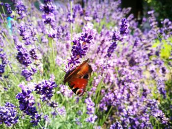 Close-up of butterfly on purple flower