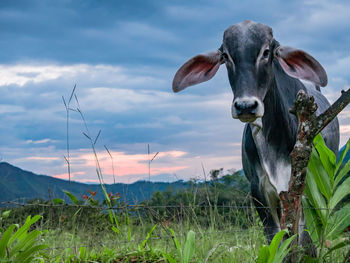 Cow in a field