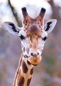 Close-up portrait of a giraffe