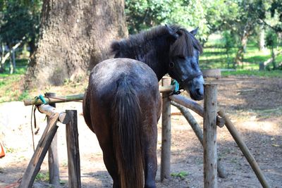 Horse on field