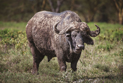 Portrait of a buffalo on field