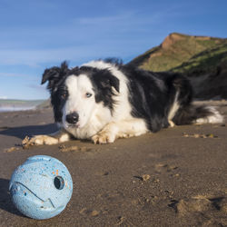 Close-up of dog with toy on beach