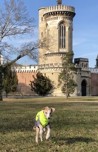 Dog standing in front of built structure