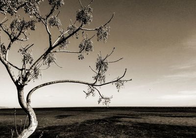 Bare tree on field against sky