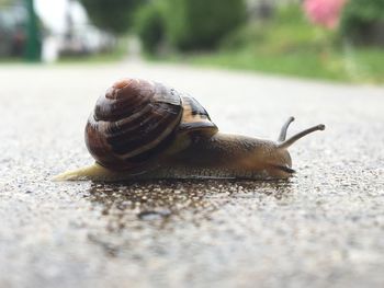 Close-up of snail on road