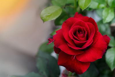 Close-up of red rose