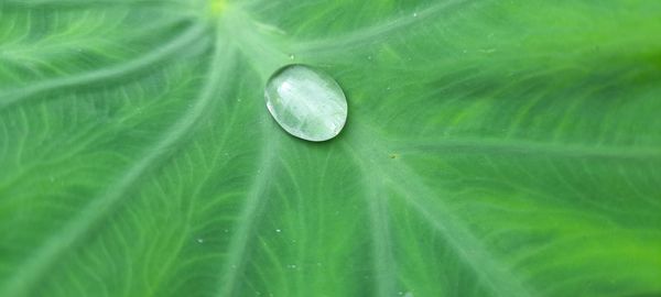 Close-up of water drops on leaves