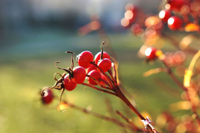 Close-up of red flowers