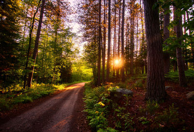 Road amidst trees in forest