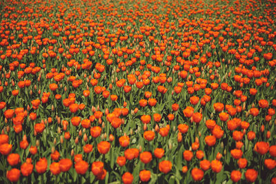 Close-up of orange flowers growing in field