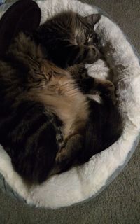 High angle view of cat sleeping