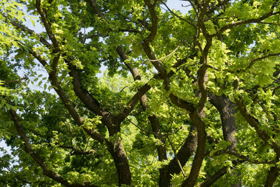 Low angle view of tree leaves in forest