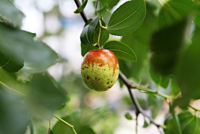 Close-up of lemon growing on tree