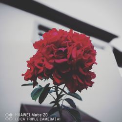 Close-up of red rose flower pot