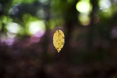 Close-up of yellow flowering plant