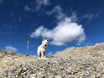 Low angle view of white dog on mountain against sky