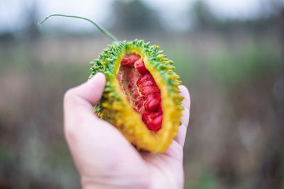 Close-up of hand holding fruit