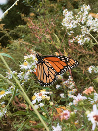 Close-up of butterfly pollinating on flower