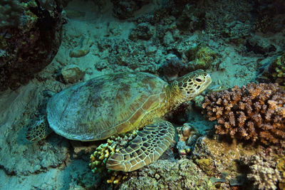 Sea turtle swimming in sea, sipadan