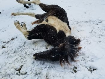 High angle view of birds in snow