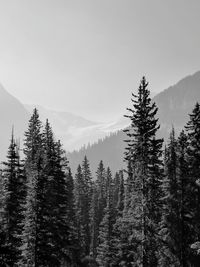 Trees in forest against sky