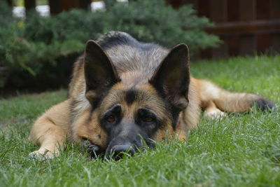 Close-up portrait of puppy relaxing on grass