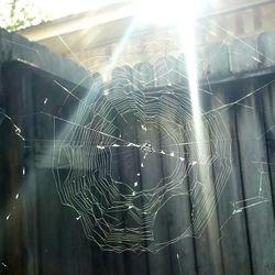 Close-up of spider web