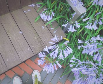 High angle view of flowers on table