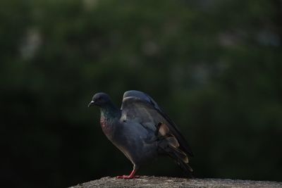 Close-up of seagull perching on wall