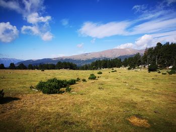 Scenic view of field against sky