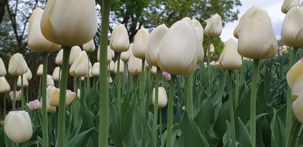 Close-up of white tulips on field