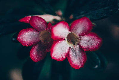 Close-up of wet pink flower