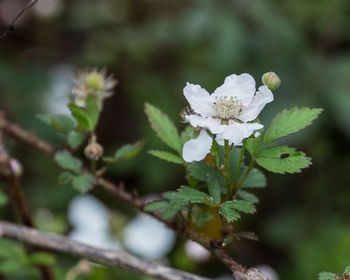 Close-up of white flowers