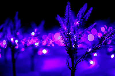 Close-up of illuminated christmas tree at night