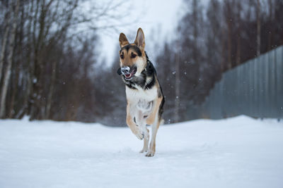 Dog running on snow covered land