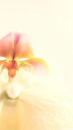 Close-up of flower over white background