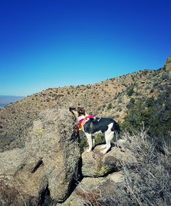 Side view of dog standing on rock at mountain against clear blue sky