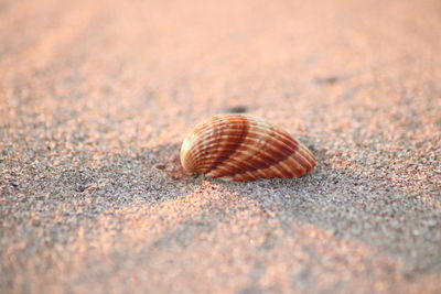 Close-up of shell on sand