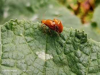 Close-up of insect on leaf