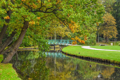 Trees in park