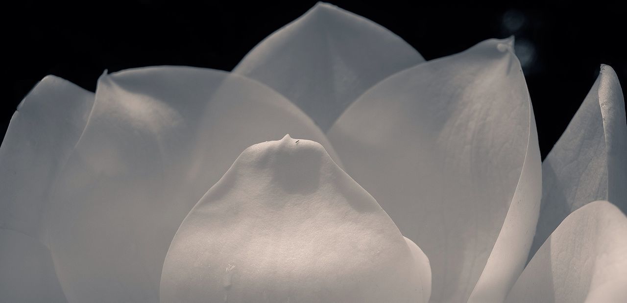 close-up, white color, white, no people, studio shot, low angle view, nature, indoors, fragility, beauty in nature, freshness, shape, day, petal, detail, growth, focus on foreground, in a row, flower