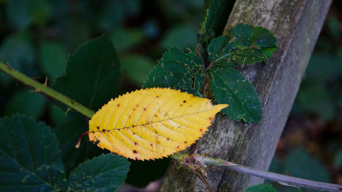 Close-up of yellow leaf on tree