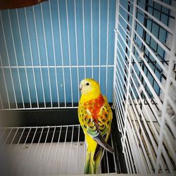 Close-up of parrot perching in cage