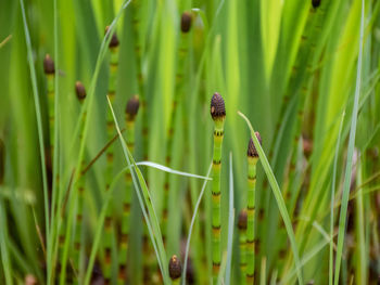 Close-up of plant