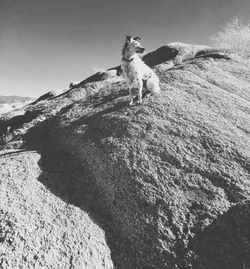 Low angle view of horse on rock against sky