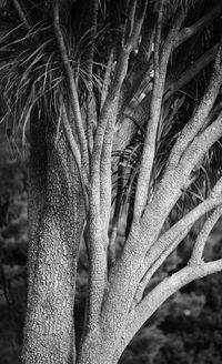 Close-up of palm tree