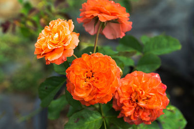 Close-up of orange flowering plant