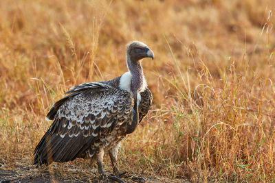 Side view of a bird on field