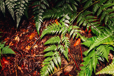 High angle view of palm tree leaves